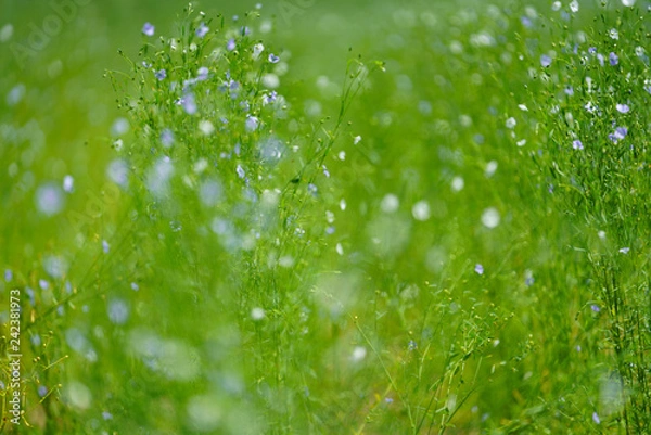 Fototapeta 亜麻の花畑