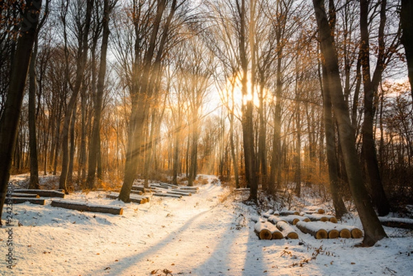 Fototapeta Beautiful winter sunset with trees in the snow and rays of sun