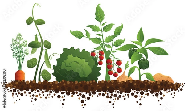 Obraz Vegetable Garden Illustration