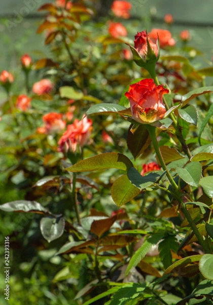 Obraz Roses Garden  