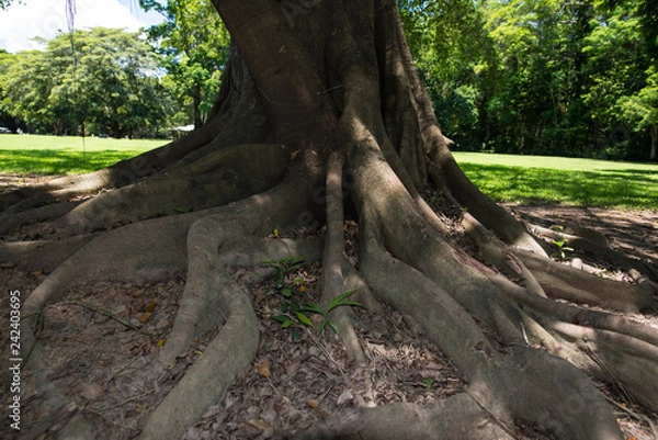 Fototapeta オーストラリアの公園