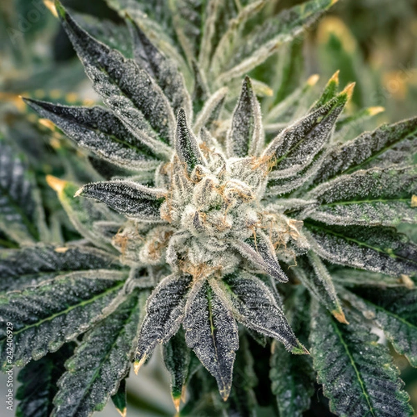 Fototapeta Top View Marijauna Bud and Leaf Display on Garden Plant