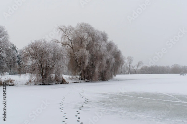 Obraz Winter landscape. Trees are covered with frost.