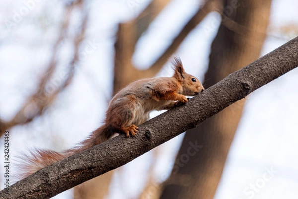 Fototapeta Squirrel on tree branch. Squirrel in nature. Cute squirrel on tree branch. Squirrel portrait