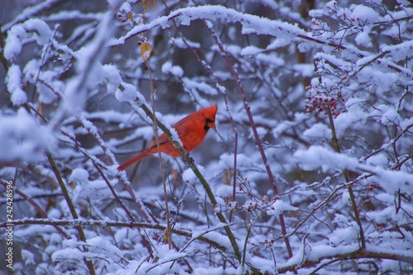 Fototapeta Christmas Male Cardinal