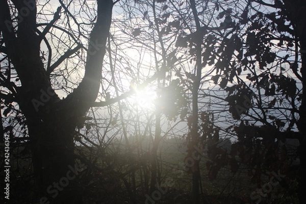 Fototapeta Wintersonne 02