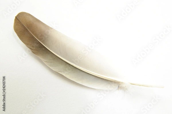 Fototapeta Feather on white background #7.