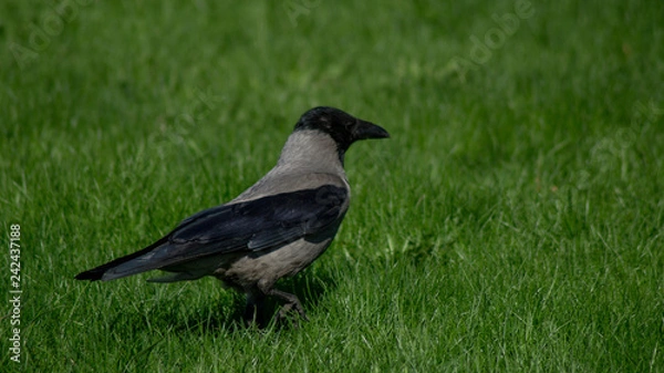 Fototapeta crow on grass