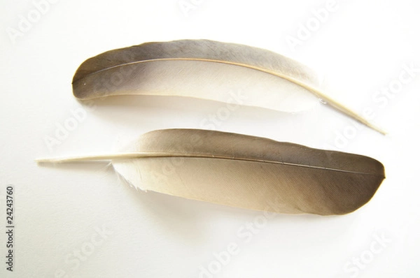 Fototapeta Feather on white background #8.