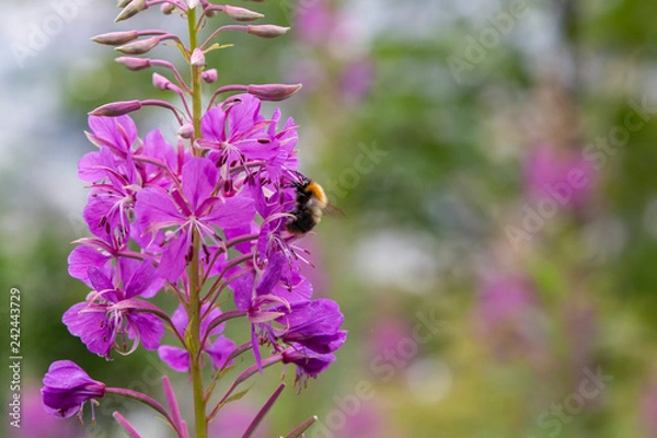 Fototapeta A bee or a bumblebee on a flower. Sunny weather. The photo has free space. Gardening. Spring, summer.