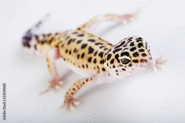 Fototapeta The gecko