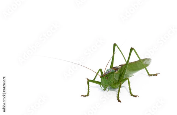 Fototapeta grasshopper