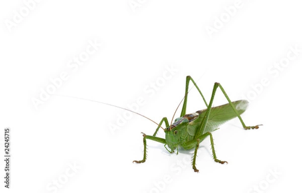 Fototapeta grasshopper