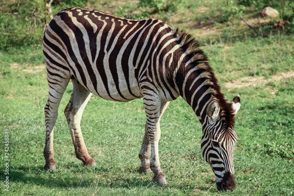 Obraz Zebra beim grasen