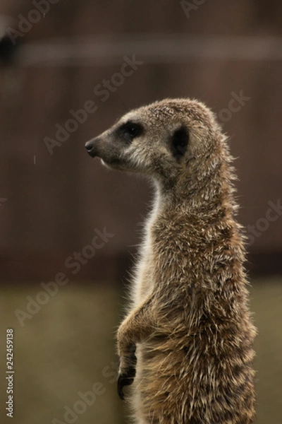 Obraz ミーアキャット