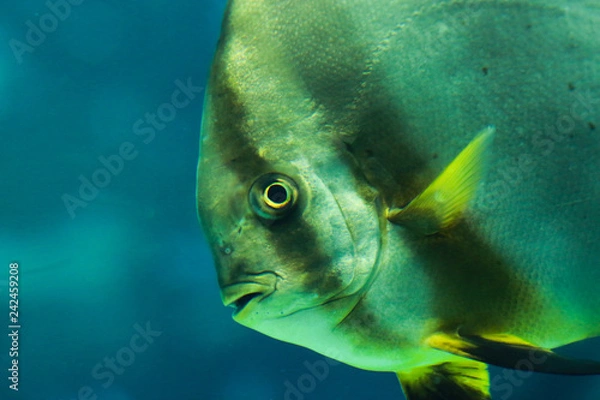 Obraz ツバメウオ