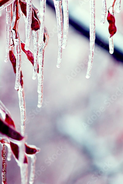 Obraz icicles over branches