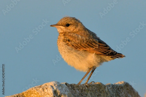 Fototapeta Northern wheatear chick on a rock