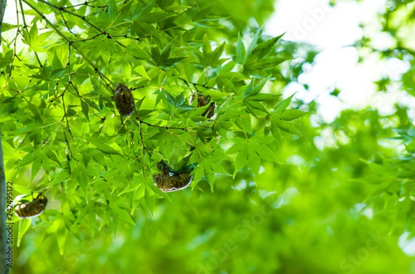 Fototapeta 夏の終わりを告げる蝉の抜け殻