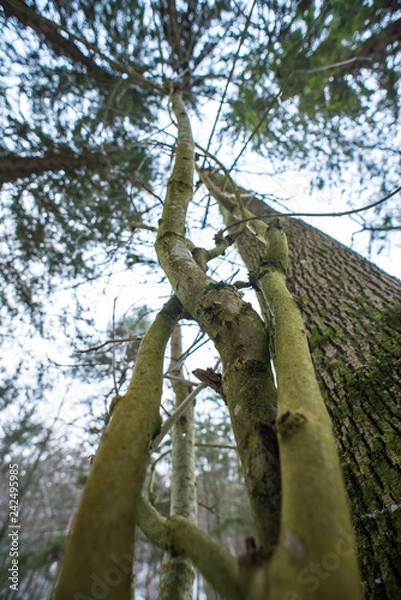 Fototapeta tree view from below