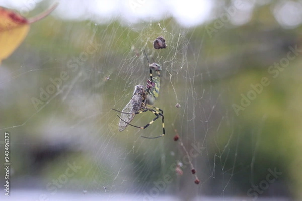 Fototapeta spider with fly