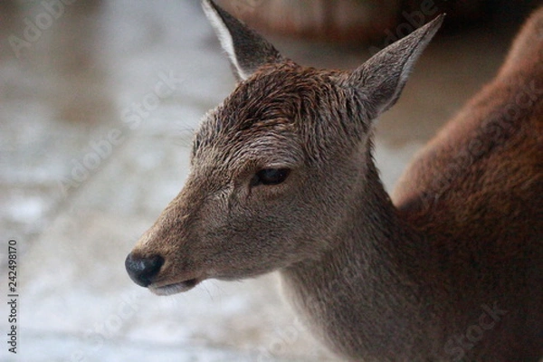 Obraz deer encounter