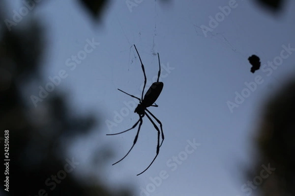 Obraz spider silhouette