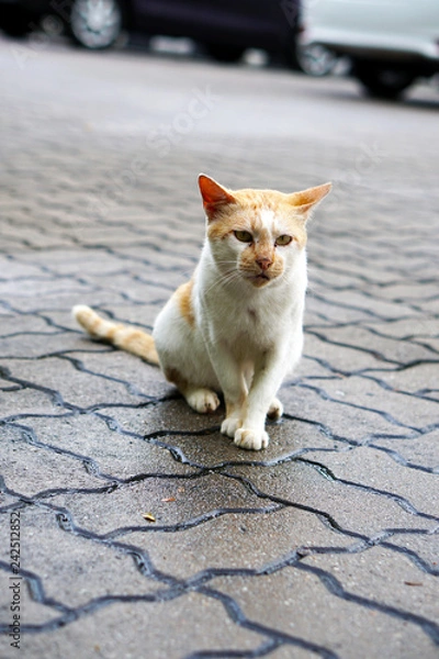 Obraz Beautiful cat on the street - Image