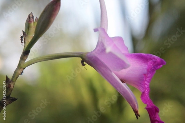 Fototapeta Ants on the flower