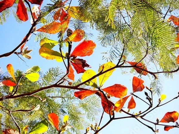 Obraz Color leaves in the sky