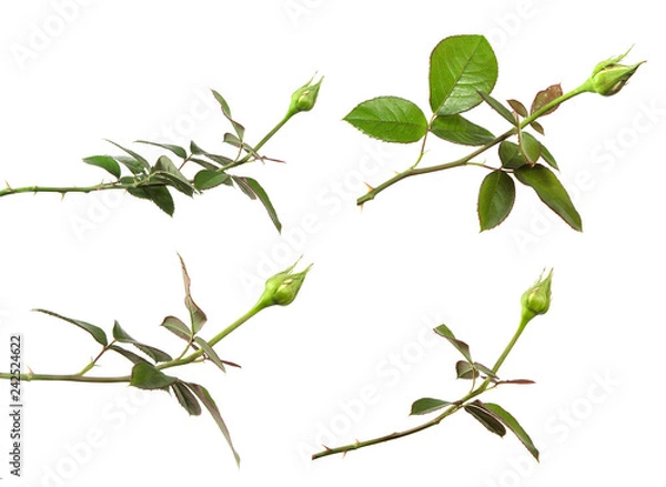 Obraz pączek róży z izolatem liści na białym tle, zestaw