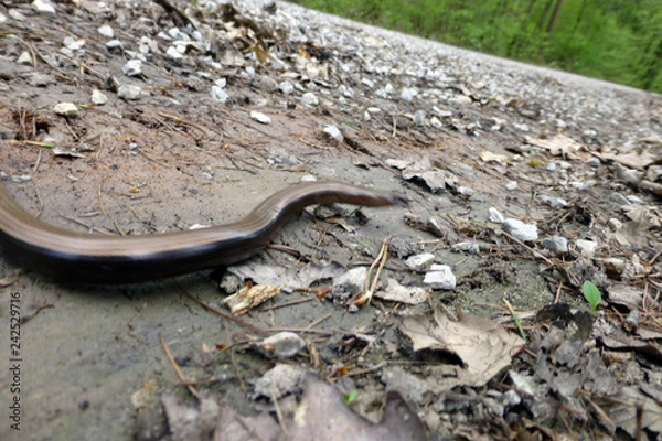 Fototapeta Blindschleiche