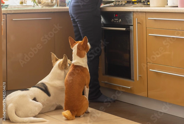 Fototapeta Basenji dog with its mixed breed white friend sitting near stove and patiently waiting till their master finish cooking canine food