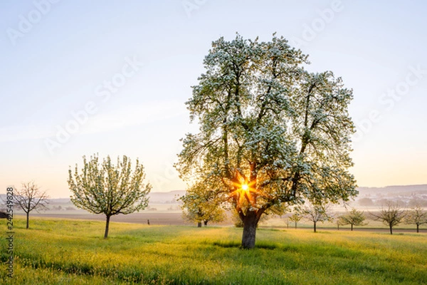 Obraz Obstgarten bei Sonnenaufgang