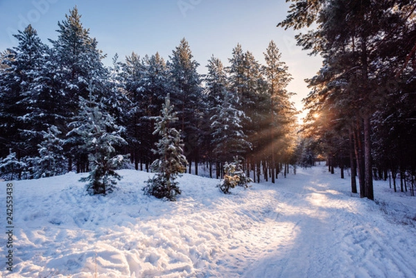 Fototapeta сосны и ели