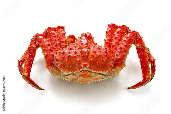 Fototapeta Red king crab