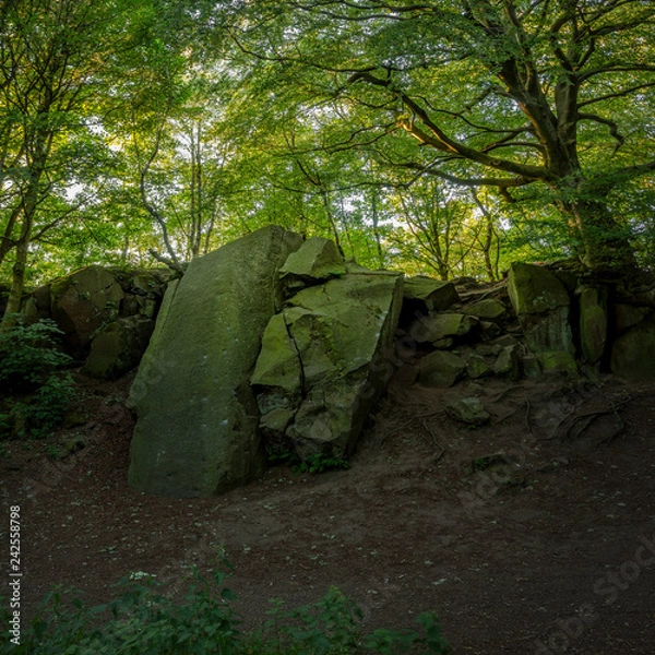 Fototapeta rocks in the forest