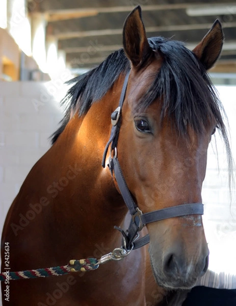 Fototapeta horse closeup