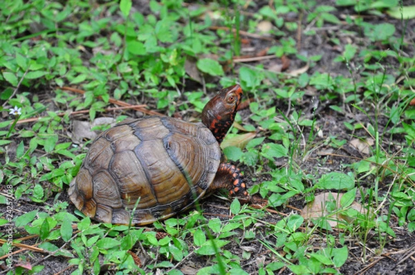 Obraz Three-Toed Box Turtle
