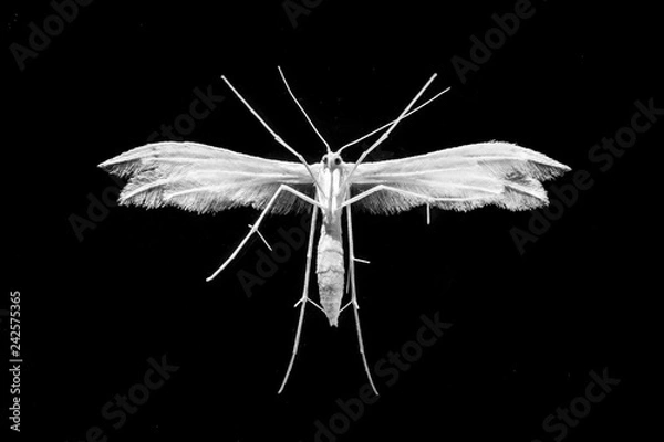 Fototapeta amazing macro shot with white moth bottom close up on isolated black background