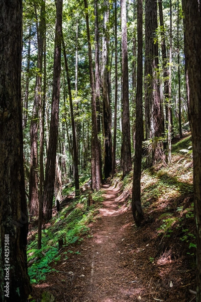 Fototapeta Hiking trail in a redwood (Sequoia sempervirens) forest, Butano State Park, San Francisco bay area, California