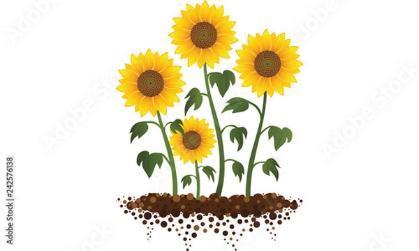 Obraz Ilustracja Ogród Słonecznika