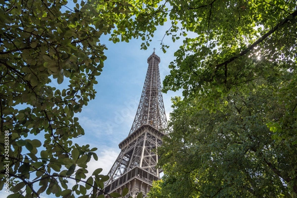 Obraz Eiffel Tower through trees
