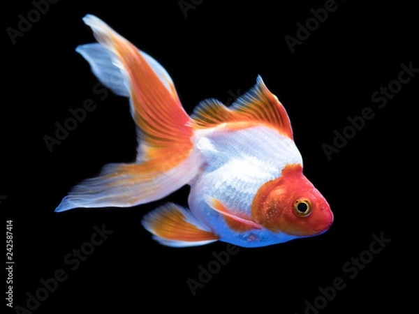 Fototapeta キンギョ