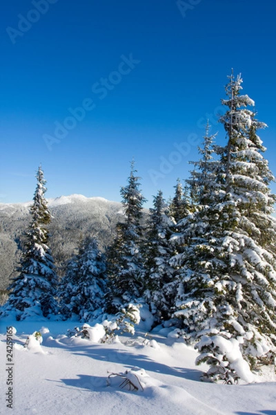 Fototapeta Winter tree