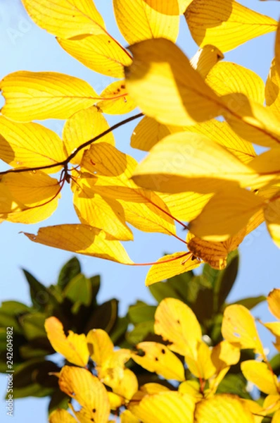 Fototapeta 黄色に紅葉した葉