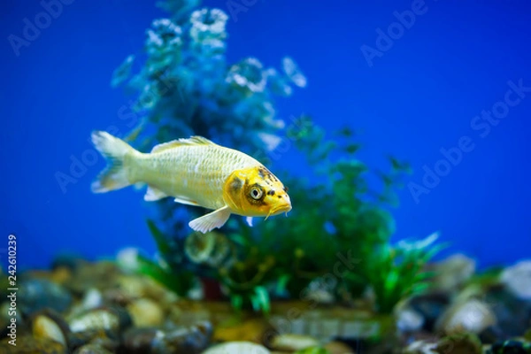 Obraz Ornamental fish, koi fish,