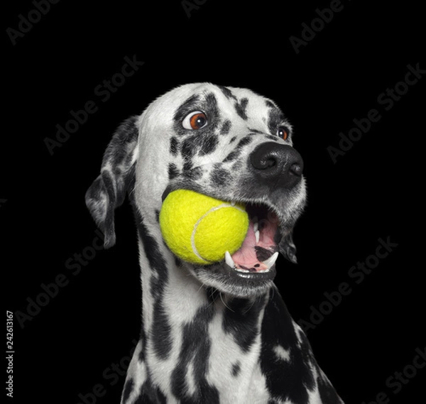 Fototapeta Cute dalmatian dog holding a ball in the mouth. Isolated on black