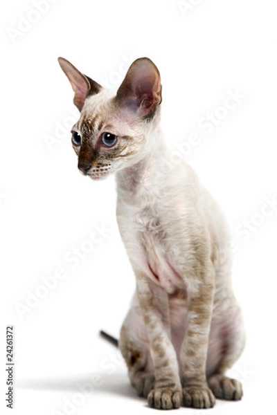 Fototapeta Cornish Rex