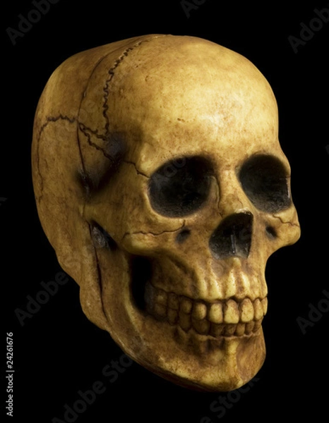 Obraz skull on black